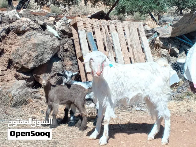 للبيع ثنيه البينو معها توم جدي وصخله البينو الاصلي ثنيه ثلاث حبات