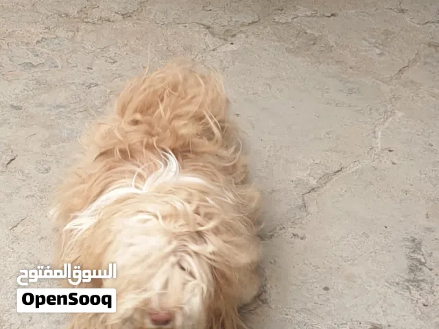 كلاب جولدن