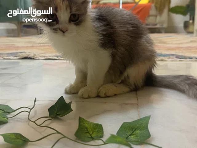 قطة أنثى مكس تركي وشيرازي عمر 3 اشهر