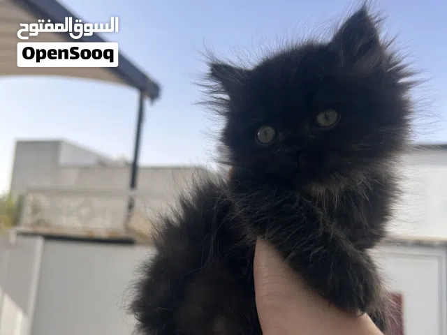 قط شيرازي لون اسود عمر 45 يوم ذكر