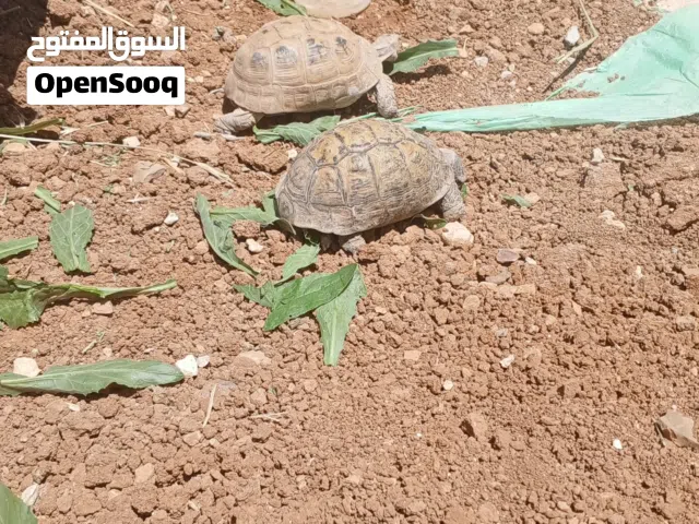 سلاحف للبيع