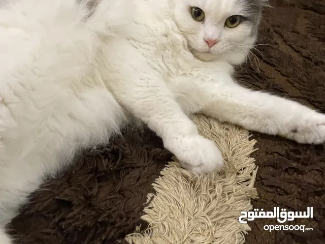 اللتبني بسبب عندنا طفل صغير