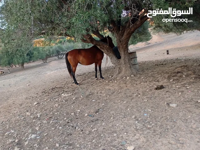 انجليزيه حارز