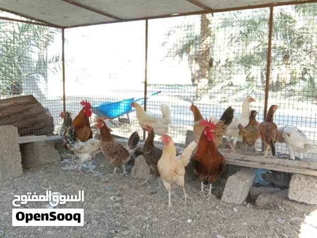 دجاج عماني