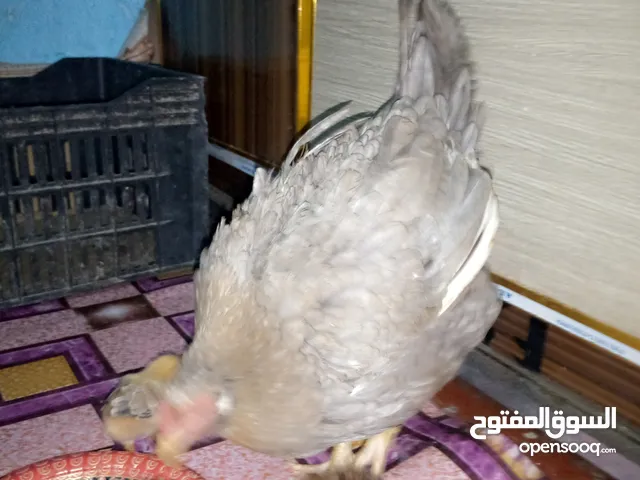 دجاجة عربية للبيع مع افراخ العدد 8 افراخ