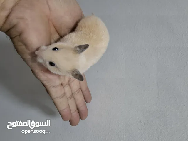 همستر للتبرع