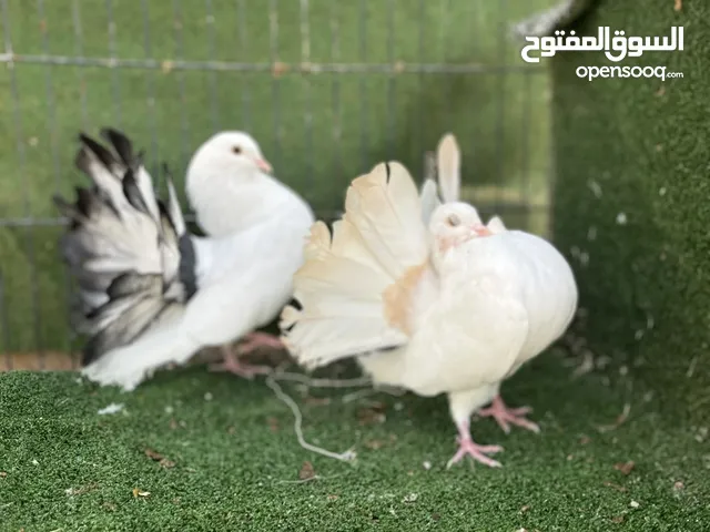 كوبية بوديل وانتاج كبير