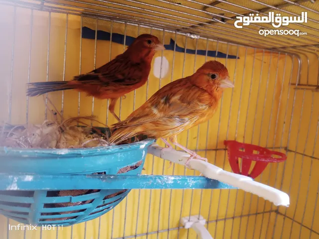 جوز كناري نحاسي كرزي مع فراخه و ثلاثة حبات مخاليف عمر شهرين ونص