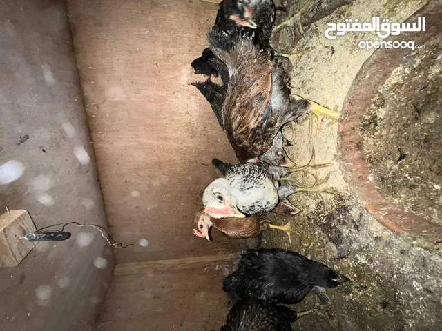 دجاج عربي العمر تقريبا 3اشهر بصحه جيده بادن لله جمله
