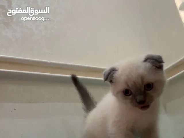 قط سكوتش فولد هامالايا