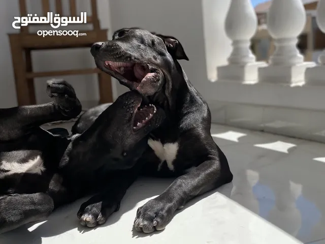 Pitbull American xl