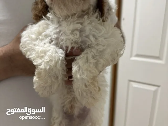 “فرصة مميزة لعشاق الكلاب! Special Offer for Dog Lovers!