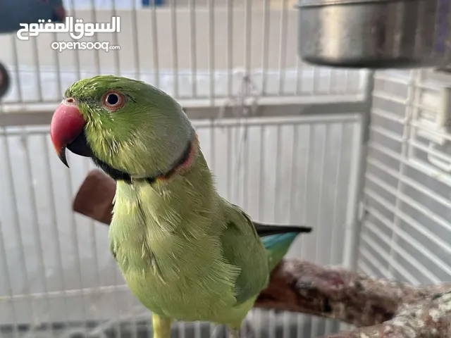 Indian long neck parrots