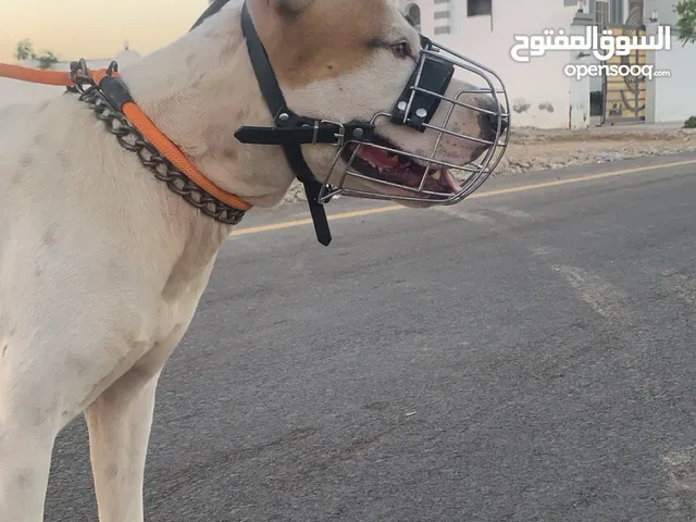 بيتبول مستوى قوي