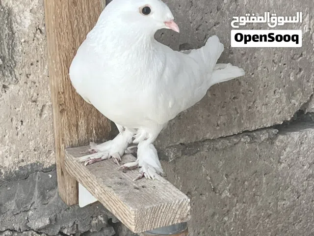متاح خمس فحول وطرتين بسعر مناسب