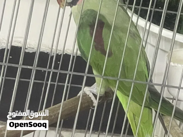 درة نيبالي فحل مع القفص 260