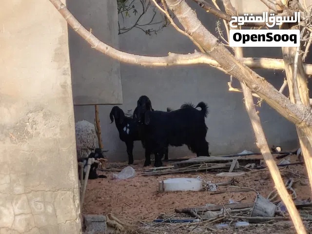 جدي للبيع العمر سنه ونص