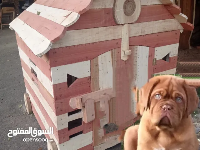 بيوت ضيافه آمنة للكلاب جميع المقاسات من أجود أنواع أخشاب الأشجار الطبيعية التي تقاوم الماء