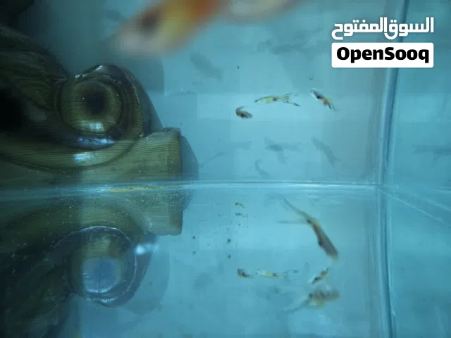 اسماك جوبي ذكور الوان مميزة جدا حجم كبير فاخر