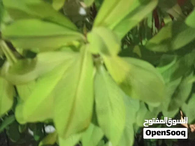 بيع بسعر الجمله قوارير ونباتات داخليه وخارجيه للبيع