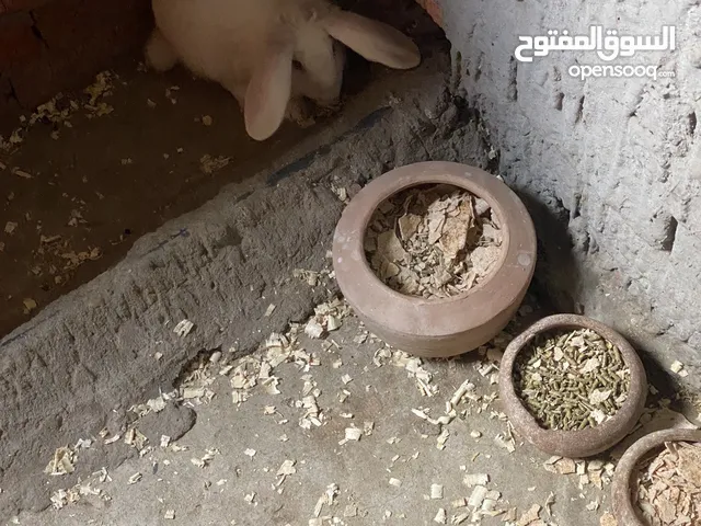 ارانب بلدى صافى الجوز ب 150 ج ارانب فطام عمر 60 يوم
