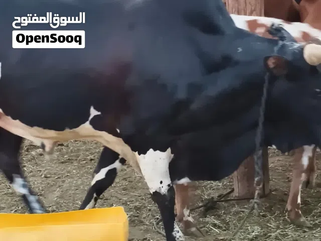 ثور سمين معروض1300ريال