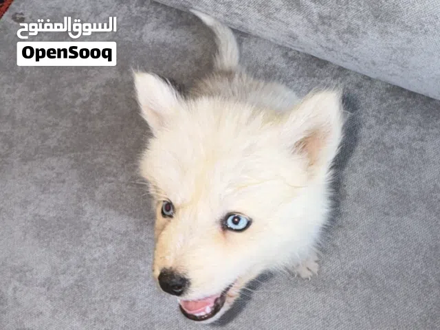 هاسكي عمره 5 شهور