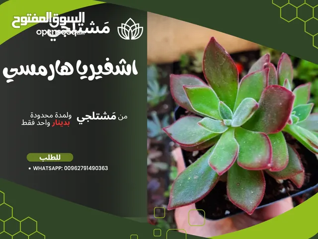 عروض رائعة على العصاريات الأروع . هناك نباتات اخرى وعروض اخرى تابعونا للمزيد