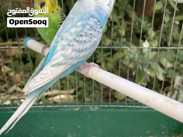 زوج حب مع القفص بسعر مغري