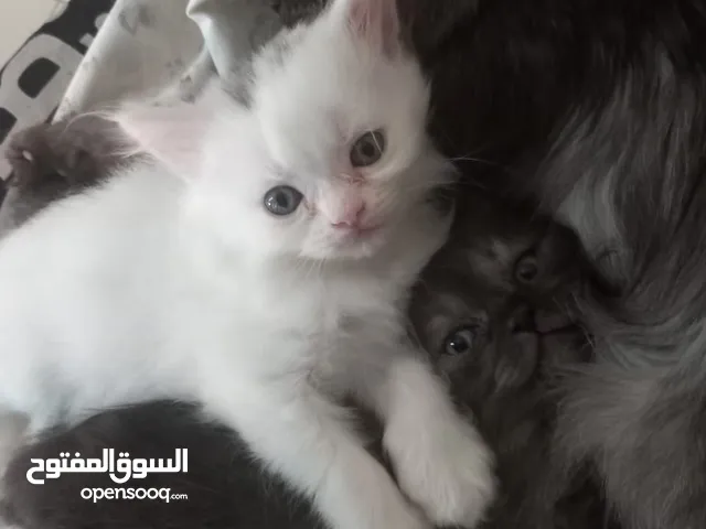 Persian kittens