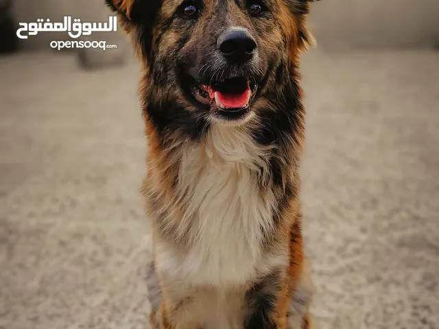 كلب منزل .