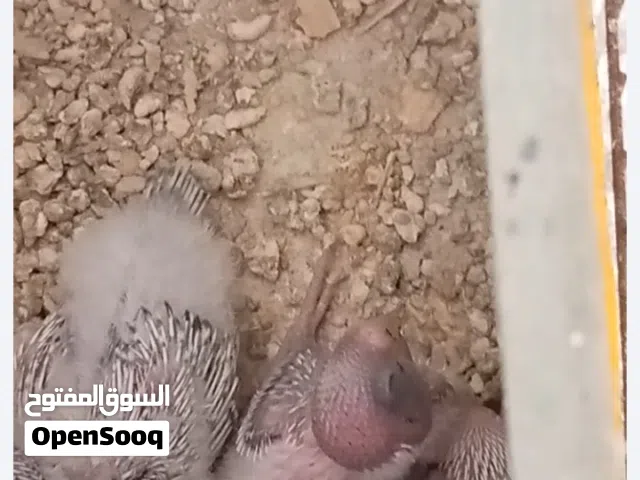 جوزين طيور حب تحتهم فراخ للبيع