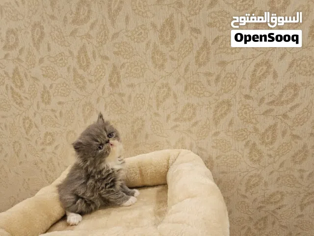 Peke face kitten بيكي فيس