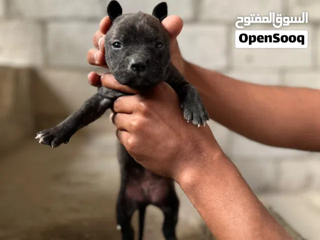 امريكان بيتبول