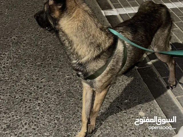 كلب مالينو حراسه