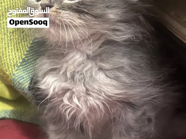 قطط شيرازي