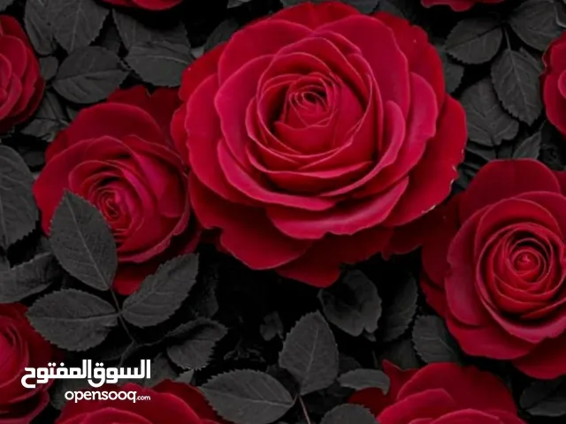 Management courses in Hebron