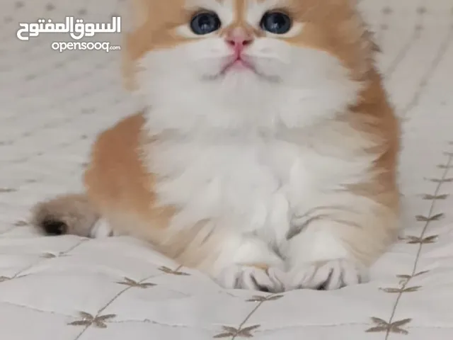 ذكور واناث