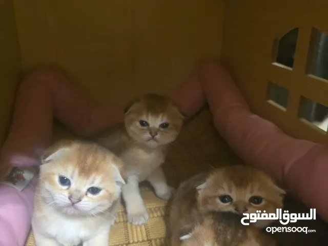 قطط سكوتش فولد شانشيلا ذهبية انتاج نادر في قمة الجمال انتاج محدود تبارك الرحمن في حالة صحية ممتازة