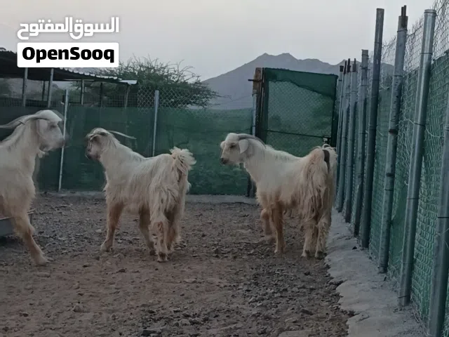 تيوس لذبح او تخليهن فحول جاموديات صنف لحق قبل فوات الفرصة عرض العيد