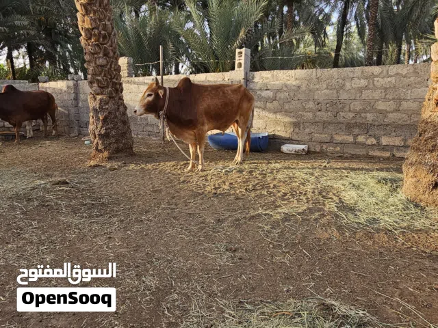 ثور عماني للبيع