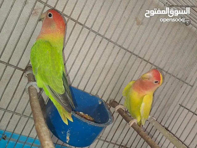 كوبيه بركديلو مصوقره للبيع