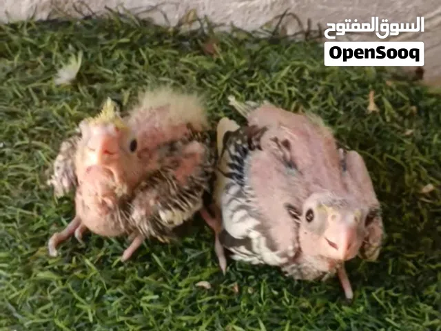 كوكتيل لترويض