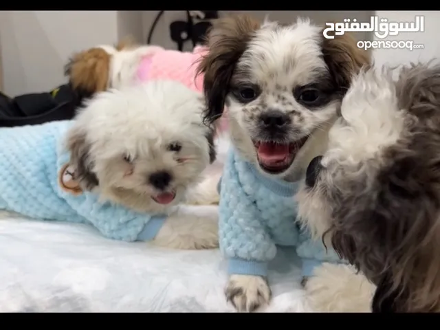 جرو شيتزو بيور