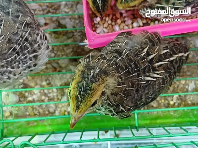 فروخ سمان صغيره