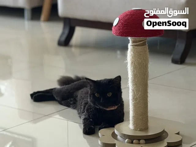 Long hair Chocolate Brown Male cat