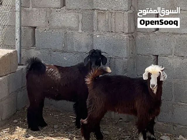 للبيع تيوس ...