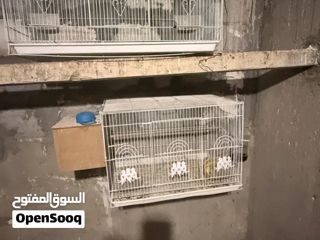 اقفاص كبار وصغار كلهن نضاف مستحدمات 3 اشهر الي يدور ب فلس ونص لا يراسل ما يفيدنك