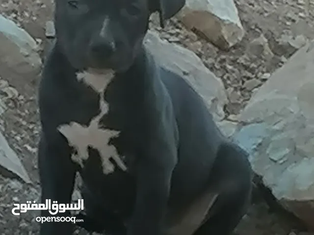 متاح اناثي بيتبول بلاك من أجمل المستويات دم نار