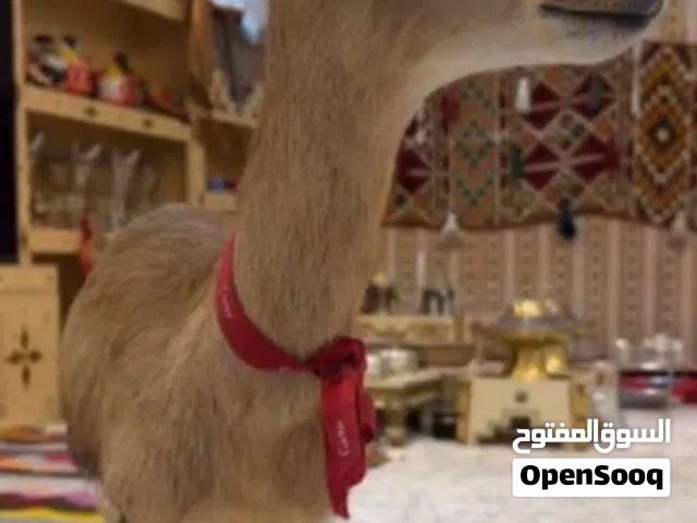 للبيع غزال الدماني